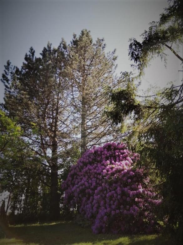 Chałpa na skarpie Villa Meszna Exteriör bild
